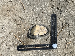 Kinosternon hirtipes