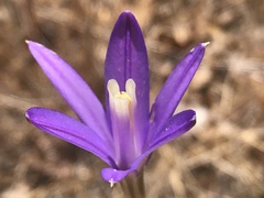 Brodiaea leptandra
