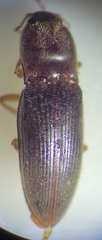 Horistonotus simplex