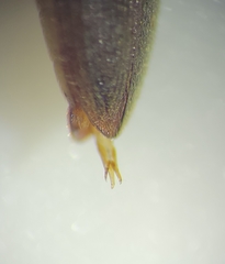 Horistonotus simplex