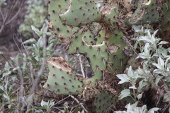 Otospermophilus beecheyi
