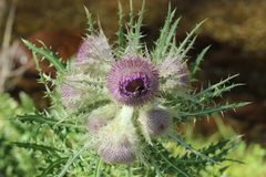 Cirsium nivale