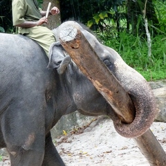 Elephas maximus