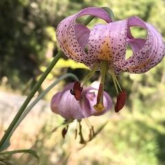 Lilium kelloggii