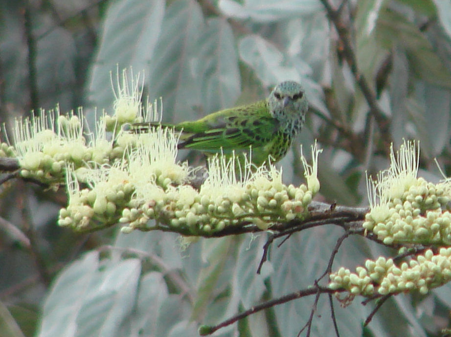 Spotted Tanager