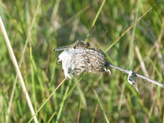 Leucorrhinia intacta