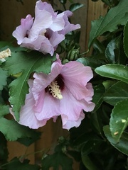 Hibiscus syriacus