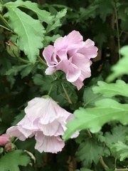 Hibiscus syriacus