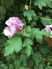 Hibiscus syriacus
