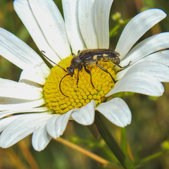 Toxoleptura vexatrix