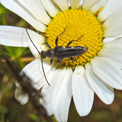 Toxoleptura vexatrix