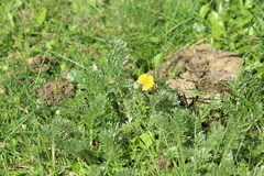 Potentilla candicans