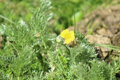 Potentilla candicans