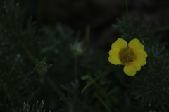 Potentilla candicans