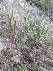 Acmispon dendroideus traskiae