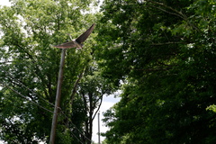 Ardea herodias herodias