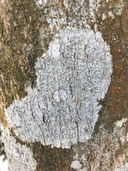 Graphis cleistoblephara