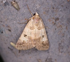 Drasteria ingeniculata