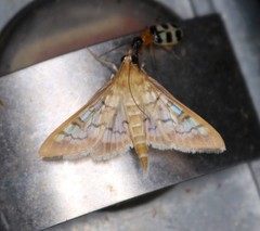 Mimorista subcostalis