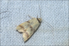 Heteroteucha anthodora