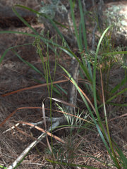 Schizaea bifida