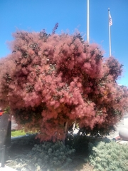 Cotinus coggygria