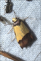 Heteroteucha kershawi