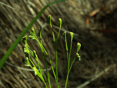 Schizaea bifida