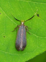 Dichomeris nonstrigella