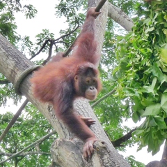 Pongo