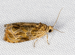 Olethreutes permundana