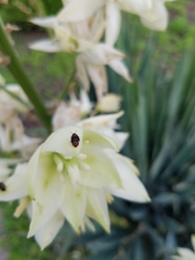 Caplothorax melanopterus