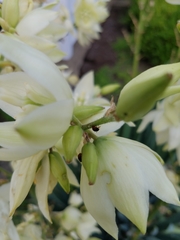 Caplothorax melanopterus