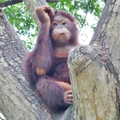 Pongo