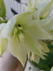 Caplothorax melanopterus