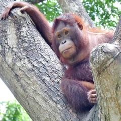 Pongo