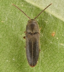 Hylis terminalis