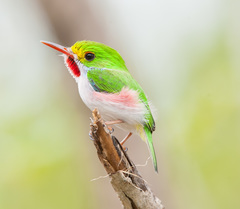 Todus multicolor