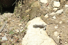 Sceloporus palaciosi