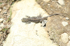 Sceloporus palaciosi