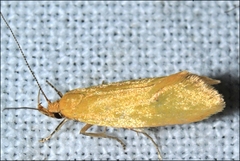 Microbela monodyas