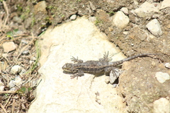 Sceloporus palaciosi