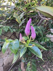 Cryptostegia