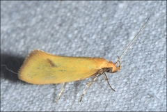 Microbela