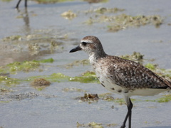 Pluvialis squatarola