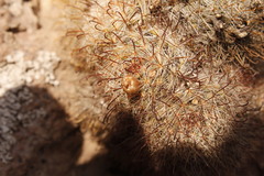 Mammillaria gilensis