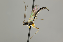 Ephialtes duplicauda