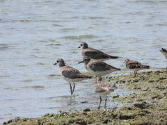 Pluvialis squatarola