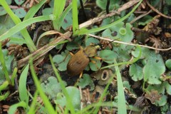 Chlaenius variicornis