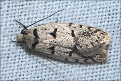 Scatochresis episema
